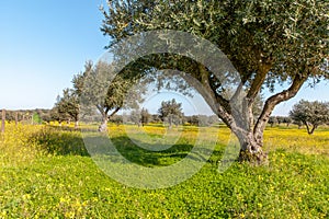 Flowery Olive Grove in Alentejo Portugal Nature Landscape