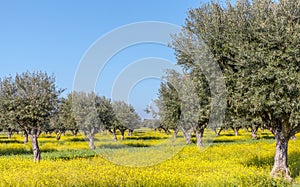Flowery Olive Grove in Alentejo Portugal Nature Landscape