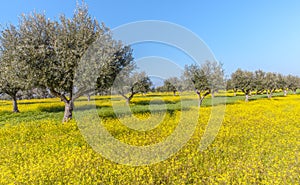 Flowery Olive Grove in Alentejo Portugal Nature Landscape