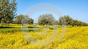 Flowery Olive Grove in Alentejo Portugal Nature Landscape