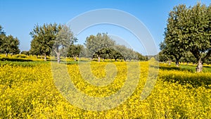 Flowery Olive Grove in Alentejo Portugal Nature Landscape