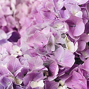 Flowery texture for background. Beautiful blooming purple hydrangea flowers, close up