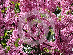 Flowery tree pink flowers amount beautiful background