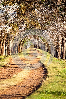 Flowery tunnel