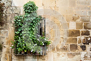 Flowery window