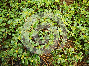 Flowerâ€‹ plantâ€‹ colorâ€‹fulâ€‹ leavesâ€‹ greenâ€‹