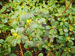 Flowerâ€‹ plantâ€‹ colorâ€‹fulâ€‹ leavesâ€‹ greenâ€‹