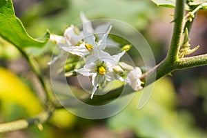 Flowerâ€‹sâ€‹ ofâ€‹ Turkey berry orâ€‹ Solanum torvum.,