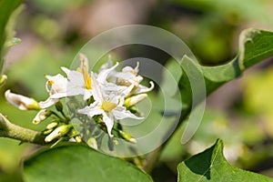 Flowerâ€‹sâ€‹ ofâ€‹ Turkey berry orâ€‹ Solanum torvum.,