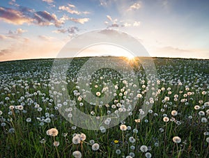 Flowes in the mountains during sunrise