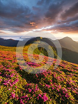 Flowes in the mountains during sunrise photo