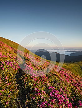 Flowes in the mountains during sunrise photo