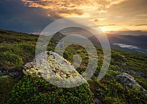 Flowes in the mountains during sunrise photo