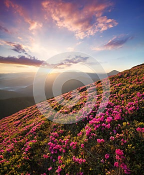 Flowes in the mountains during sunrise photo