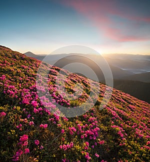 Flowes in the mountains during sunrise photo