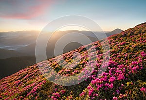 Flowes in the mountains during sunrise photo