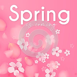 Flowes and Petals. Realistic 3D background. Pink cherry blossom design. Spring time