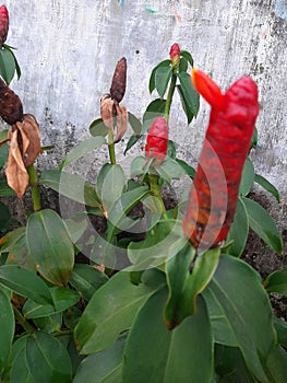 Flowet plant produce