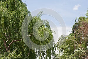 FLOWING BRANCHES OF A GREEN WILLOW TREE