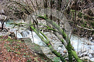 The flowing of cold water in a stream between the rocks of an autumn forest and the branches of trees covered with green muddy