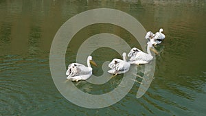 Flowing into the distance four pelicans