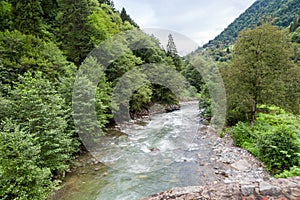 Flowing Firtina River in Rize in Forest