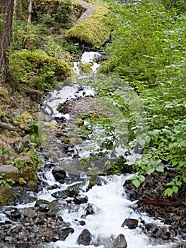 Flowing Forest Stream and Waterfall
