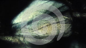 Flowing hemolymph is seen in the legs of an amphipod.