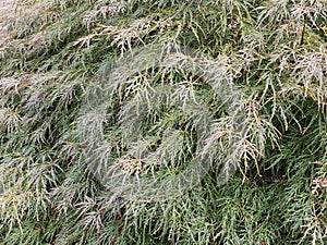 Flowing Leaves of Japanese Maple Tree in West Hartford Connecticut