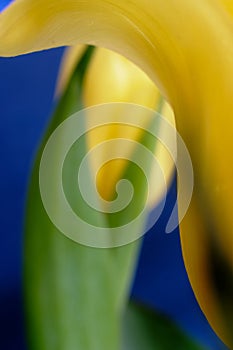 Flowing lines of yellow tulip frames out-of-focus tulip