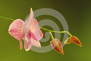 Flowing orchid