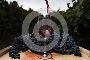 Flowing red wine in a glass on the background of the vineyard