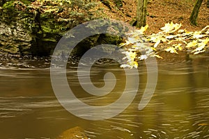 Flowing river through forest