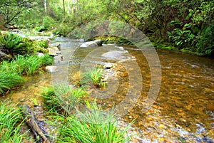 Flowing river in the otway national park Australia