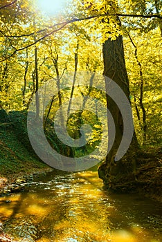 Flowing stream in autumn forest