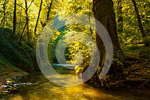 Flowing stream in autumn forest