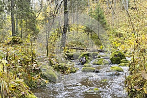 Flowing stream creek in forest in autumn