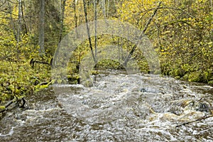 Flowing stream creek in forest in autumn