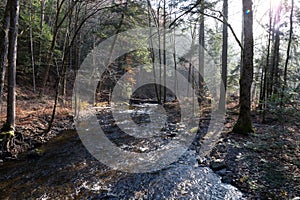 Flowing stream through a foggy forest in the early morning light