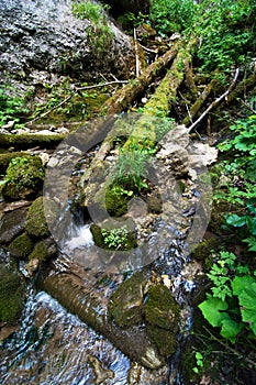 Flowing stream in the forest
