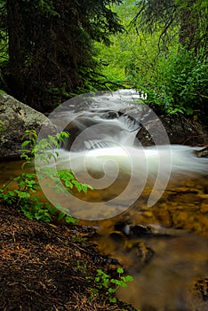 Flowing Stream in the Forest