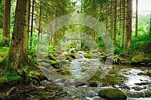 Flowing stream on the forest