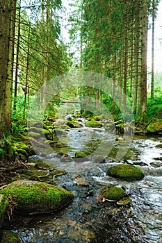 Flowing stream on the forest