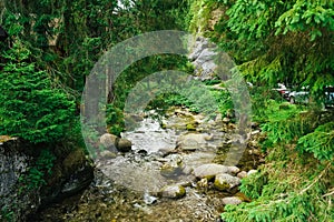 Flowing stream on the forest