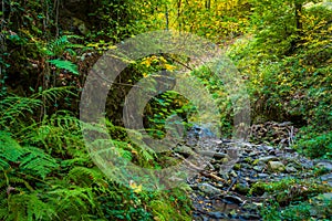 Flowing stream in green forest