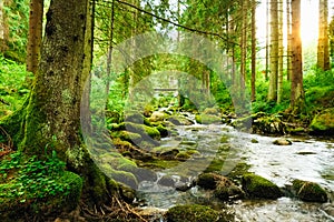 Flowing stream on the forest