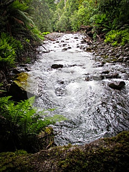 Flowing stream of Liffey Falls in Tasmania. The stream is planked by lush vegetation