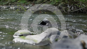 Flowing stream with a rock protruding in the middle, creating a serene landscape