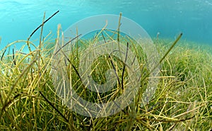 Flowing underwater sea grass in blue water