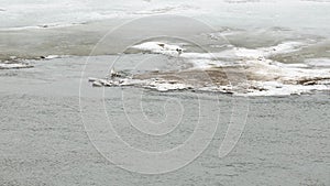 Flowing water on a background of ice. Spring river